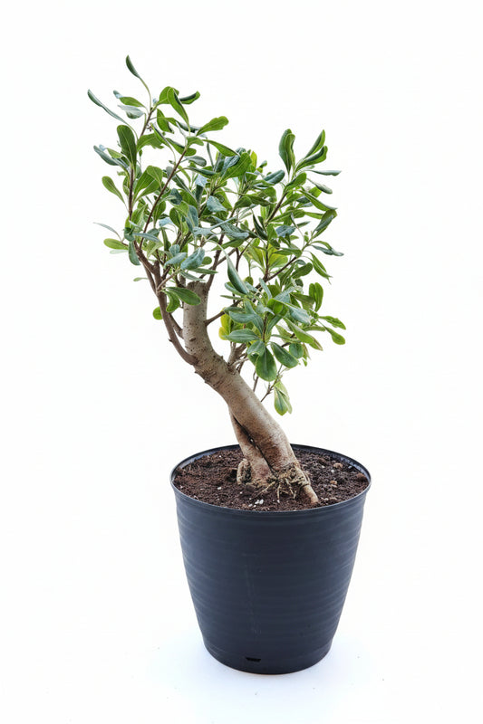 Bonsaï pittosporum tobira nana