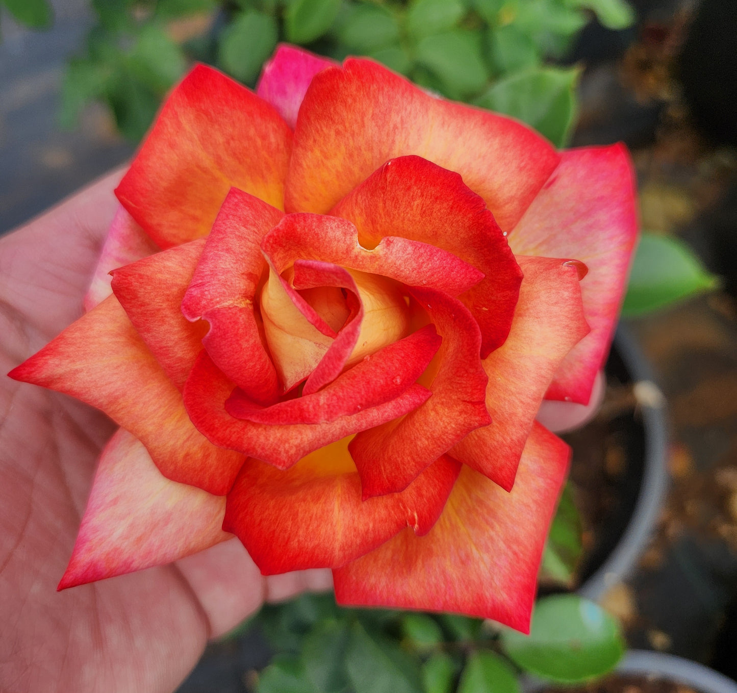 Rosier buisson