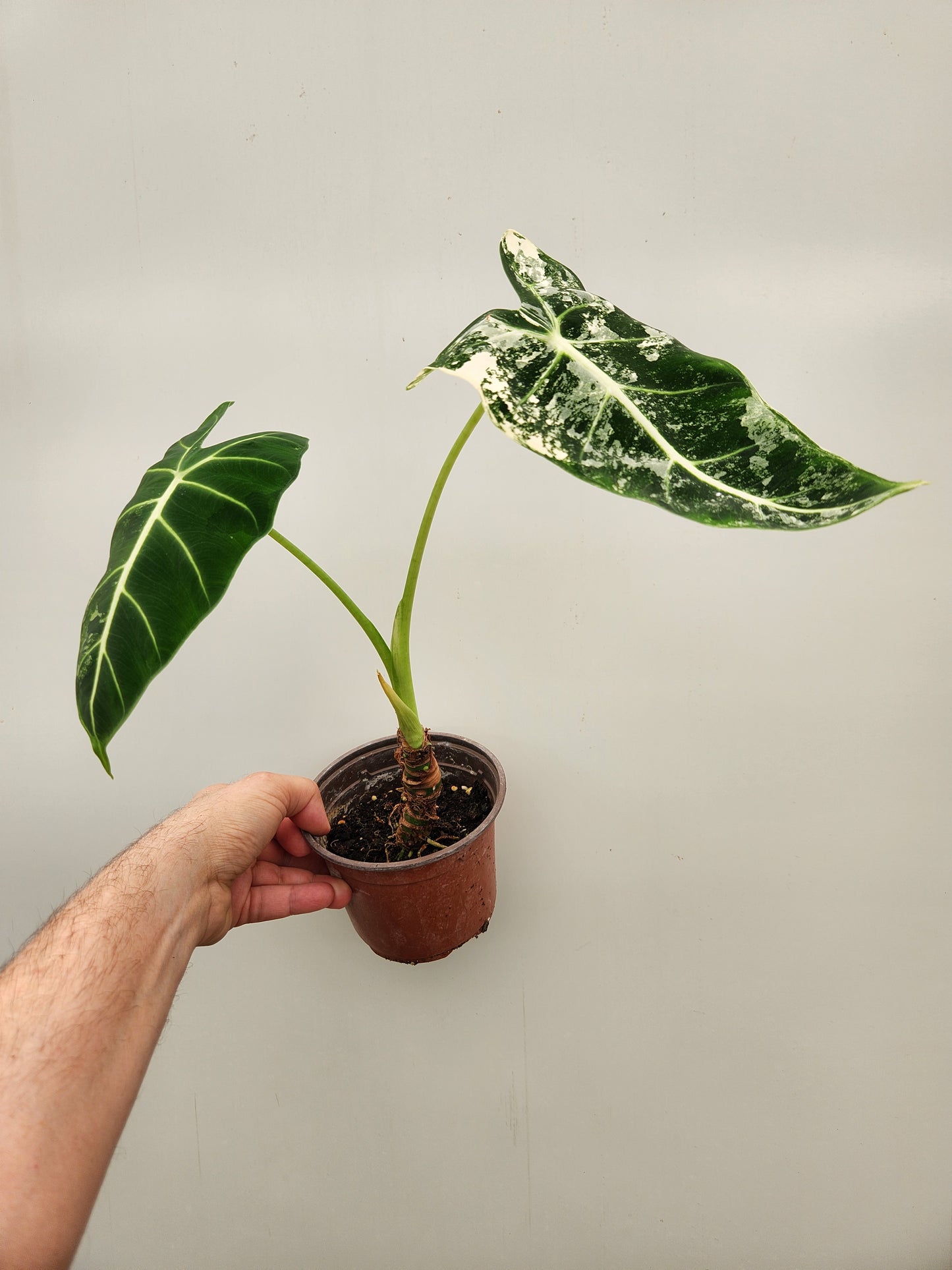 Alocasia frydek variegata