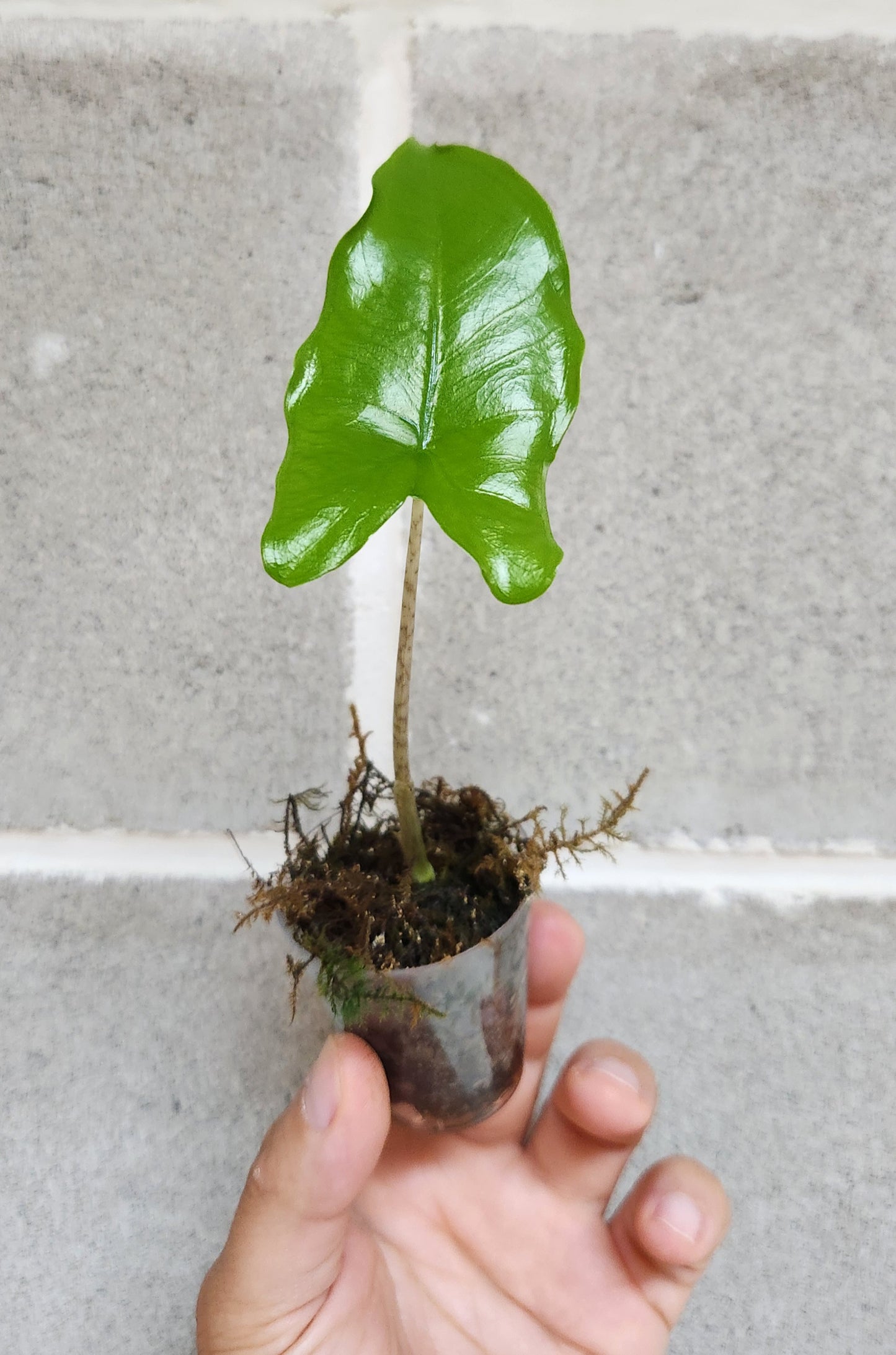 Alocasia tigrina