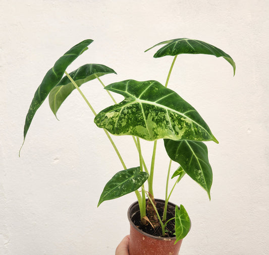 Alocasia frydek variegata