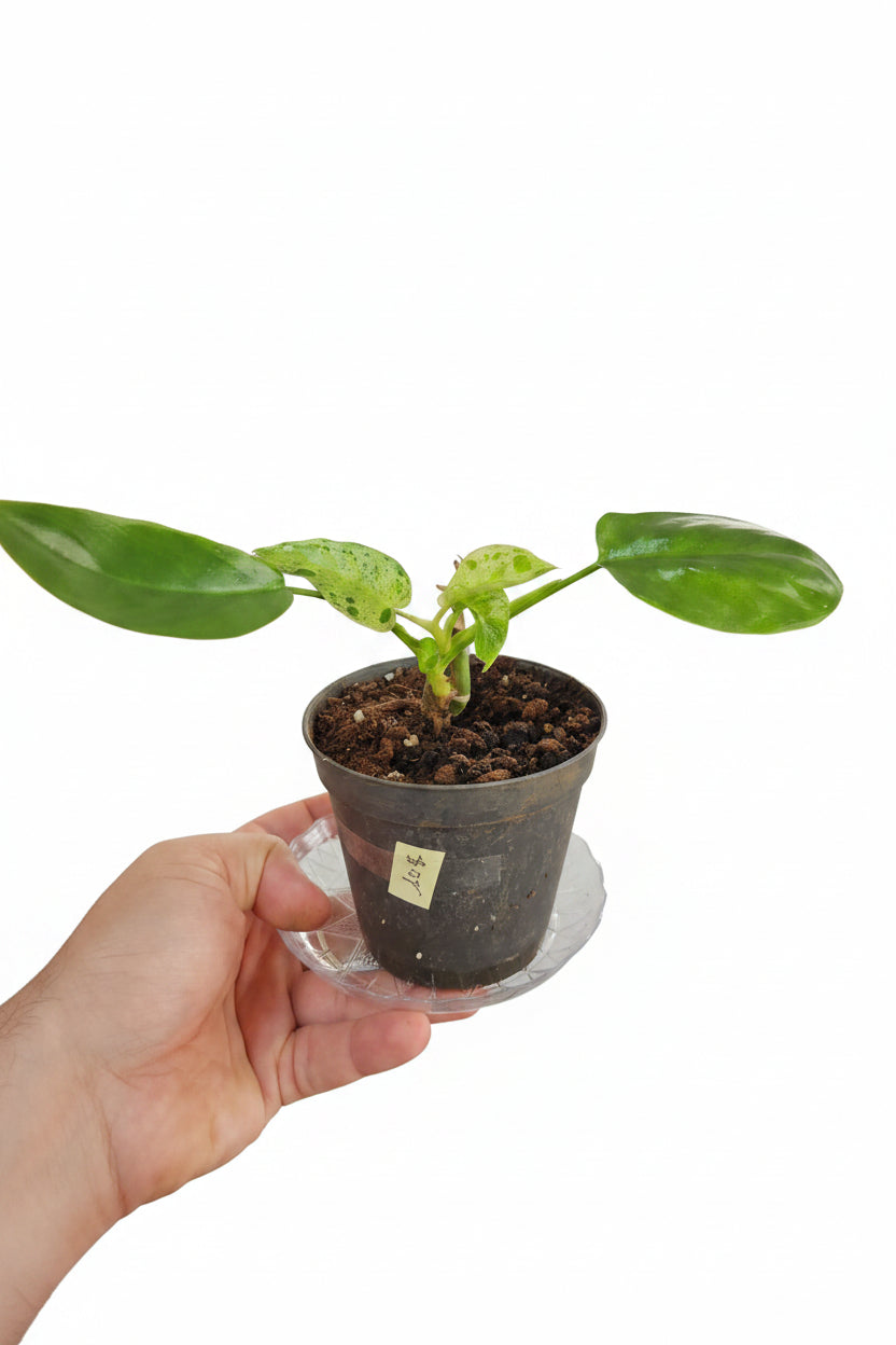 Philodendron paraiso verde