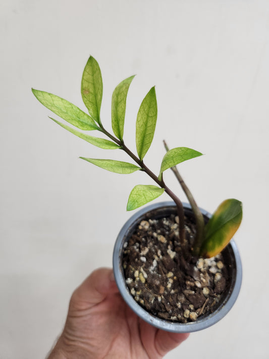 Zamioculcas zamiifolia chameleon