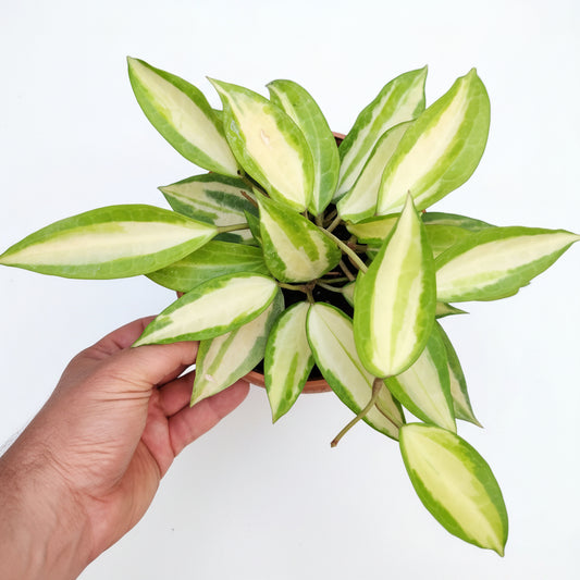 Hoya macrophylla pot of gold