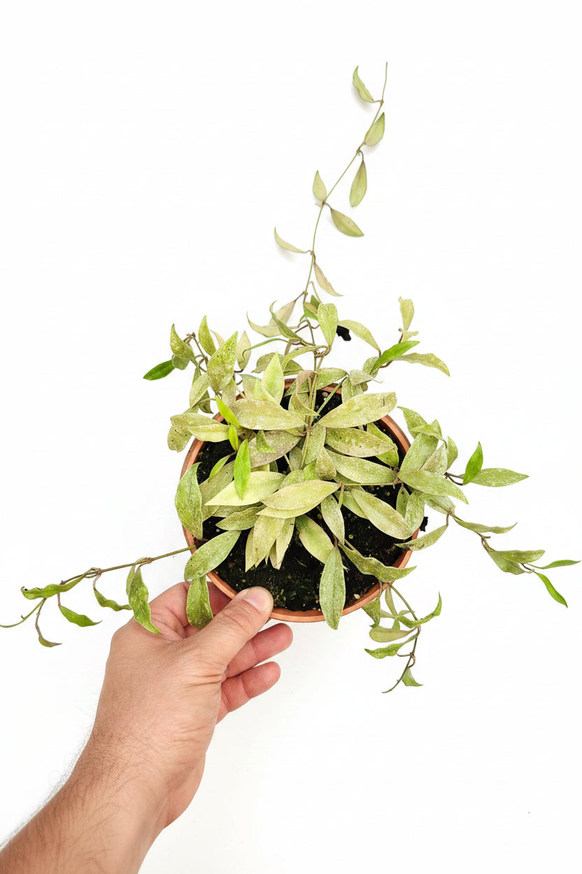 Hoya parviflora