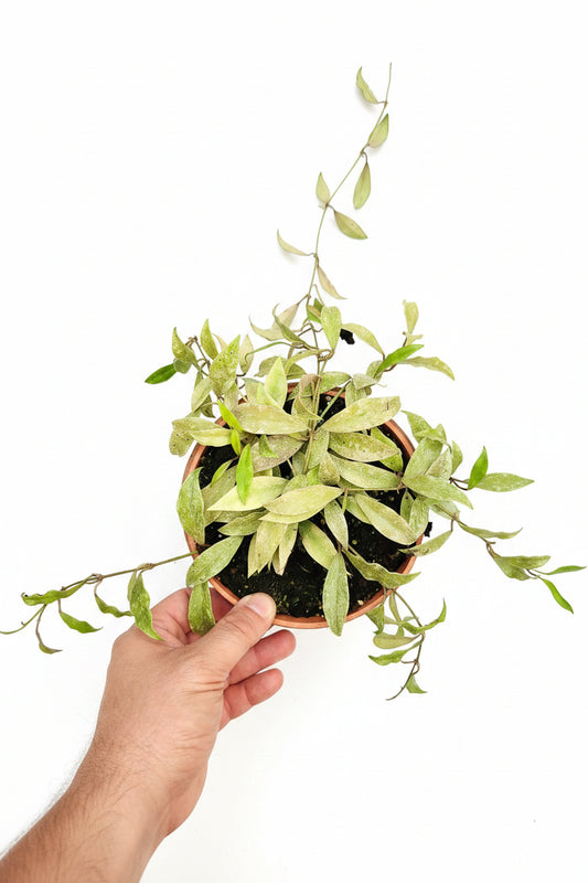 Hoya parviflora