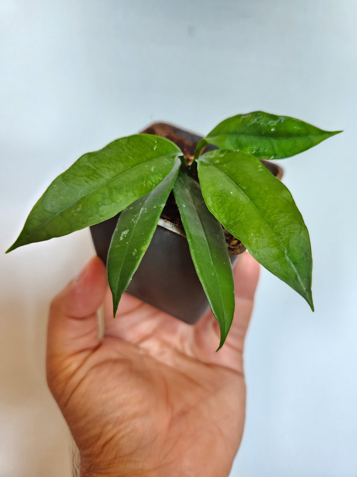 Hoya griffiithii splash