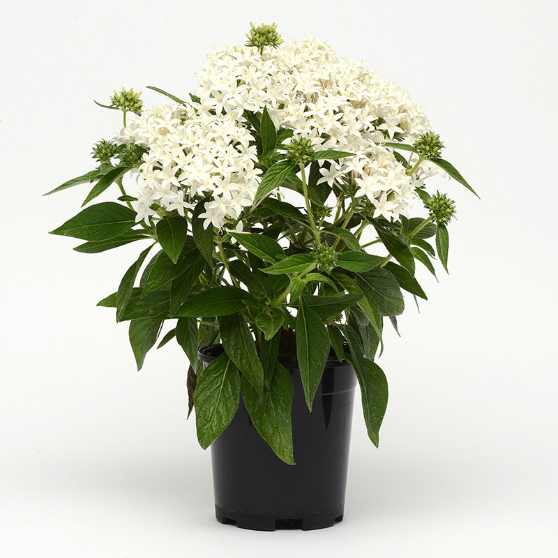 Pentas (étoile égyptienne)