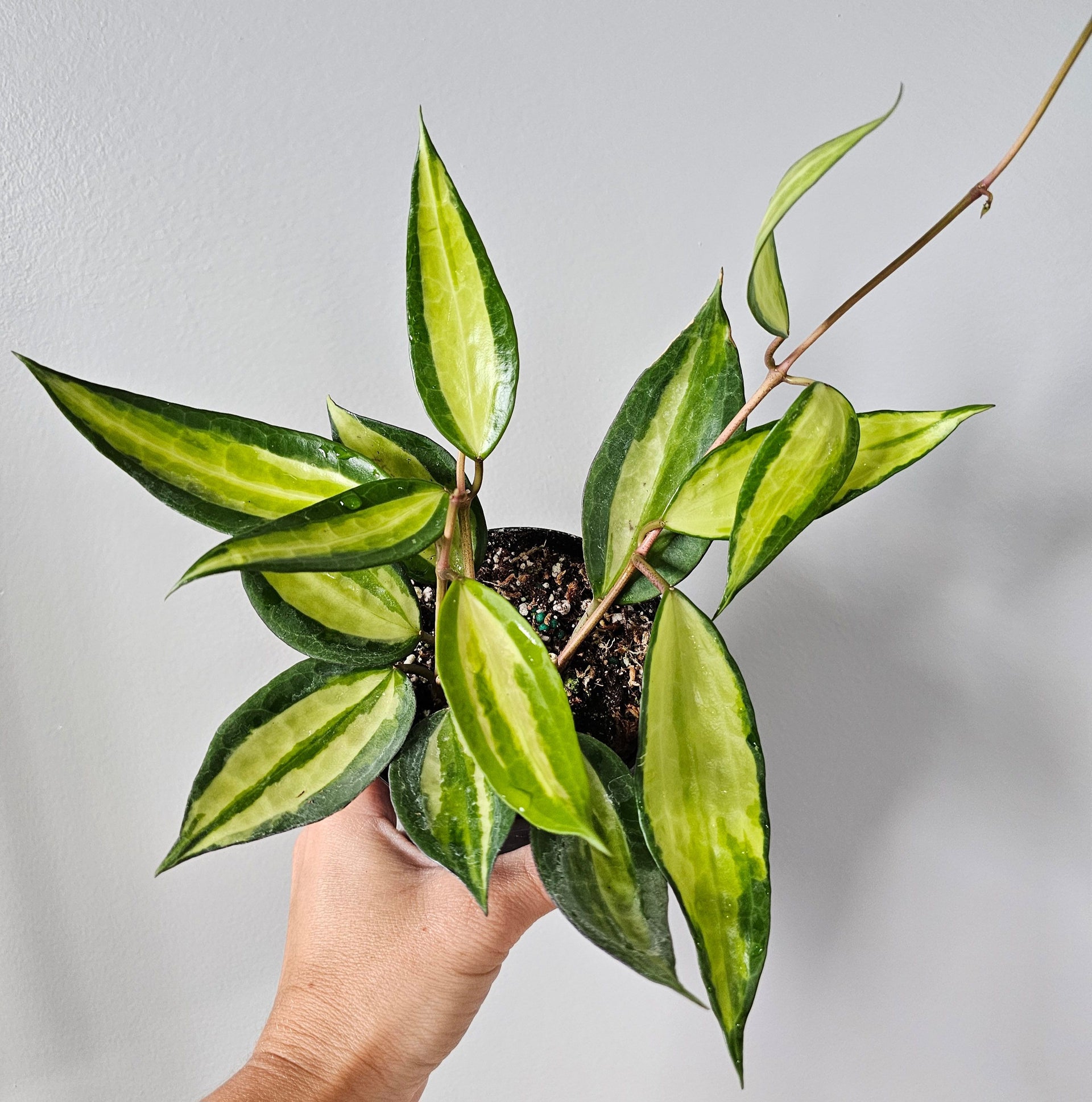 hoya plant pot size HOYA MACROPHYLLA 'Pot OF Gold'
