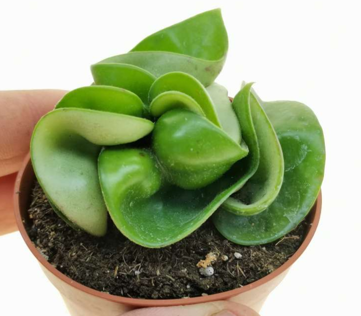 Hoya compacta