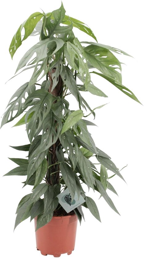 Epipremnum pinnatum cebu blue