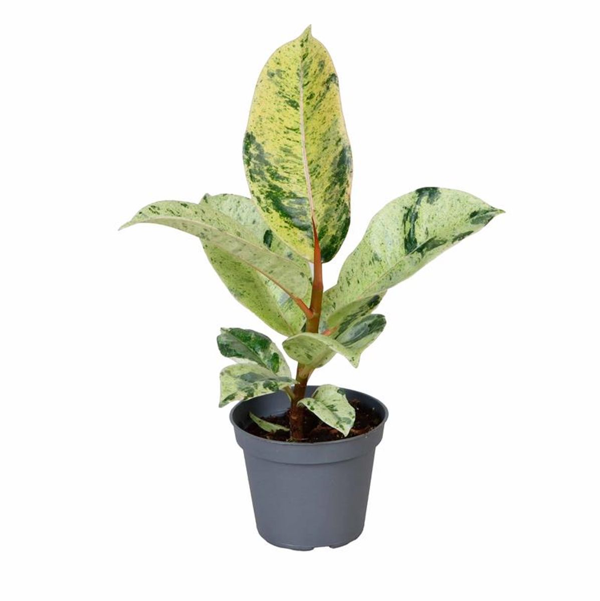 Ficus elastica shivereana