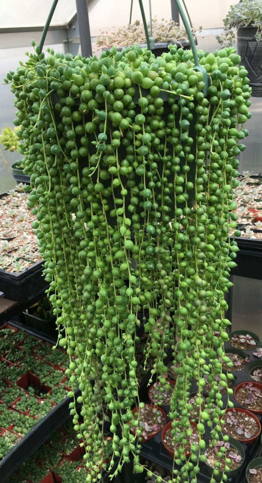 Senecio rowleyanus