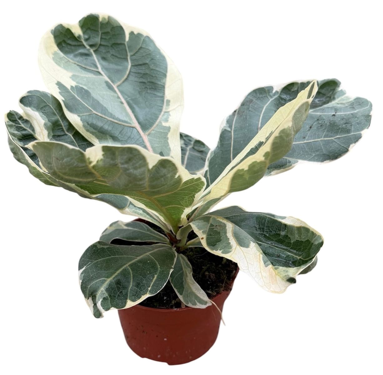 Ficus lyrata variegata