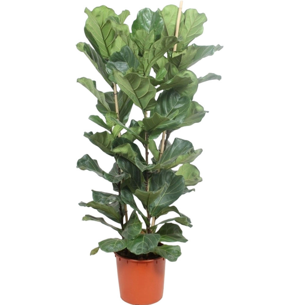 Ficus lyrata