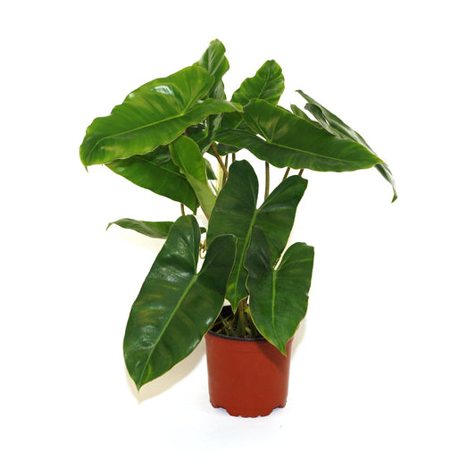 Philodendron burle marx