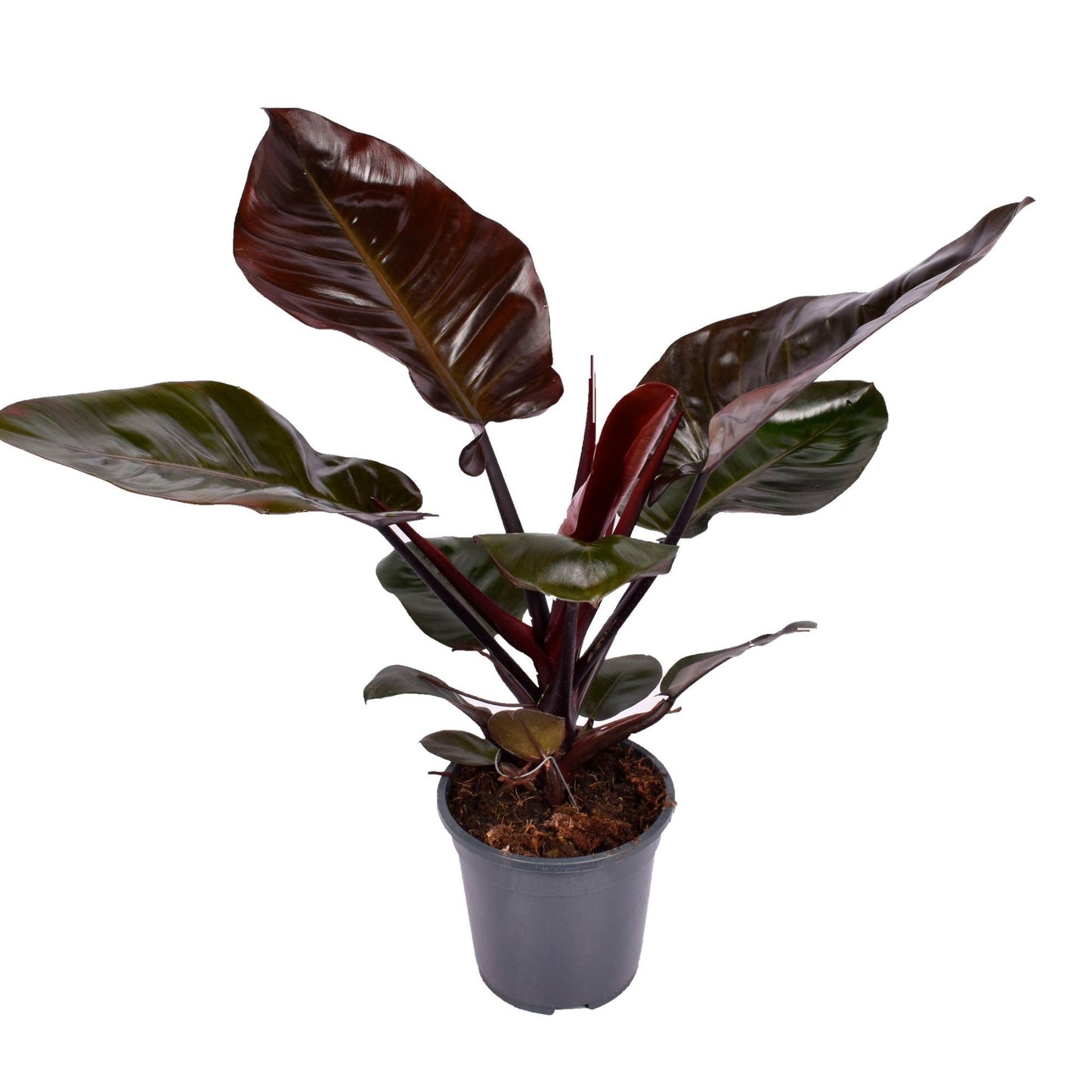 Philodendron black cardinal