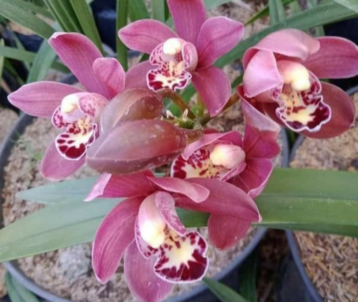 Cymbidium orchid