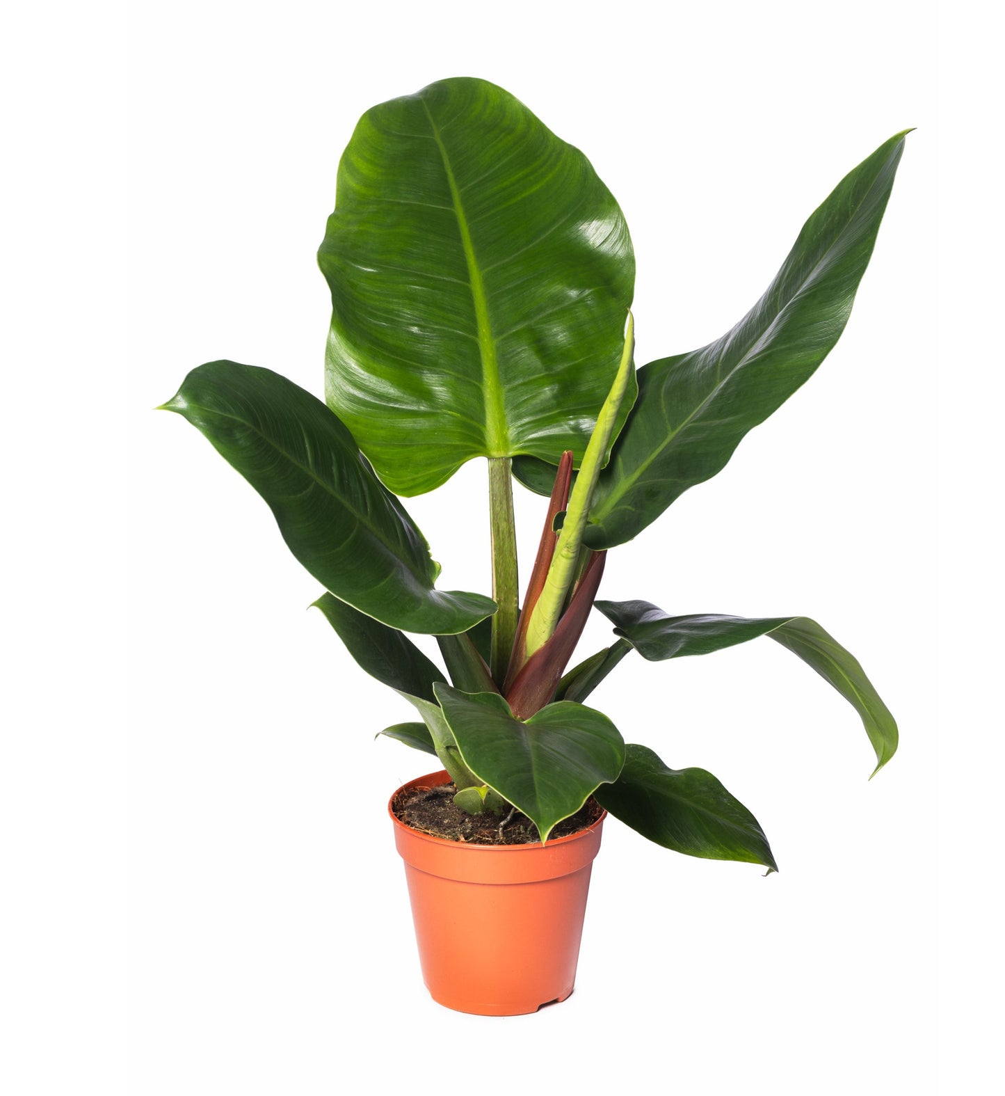 Philodendron green imperial