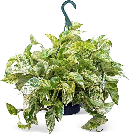 Pothos marble queen