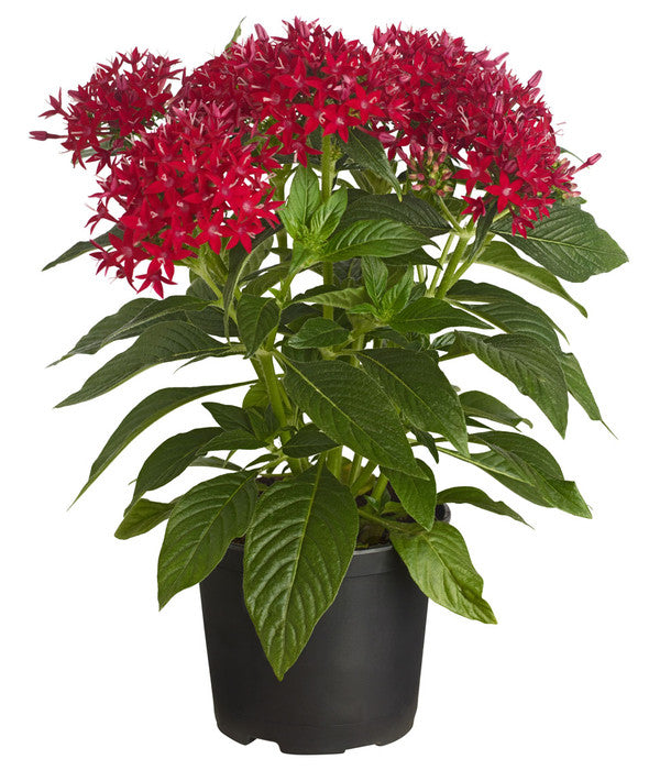 Pentas (étoile égyptienne)