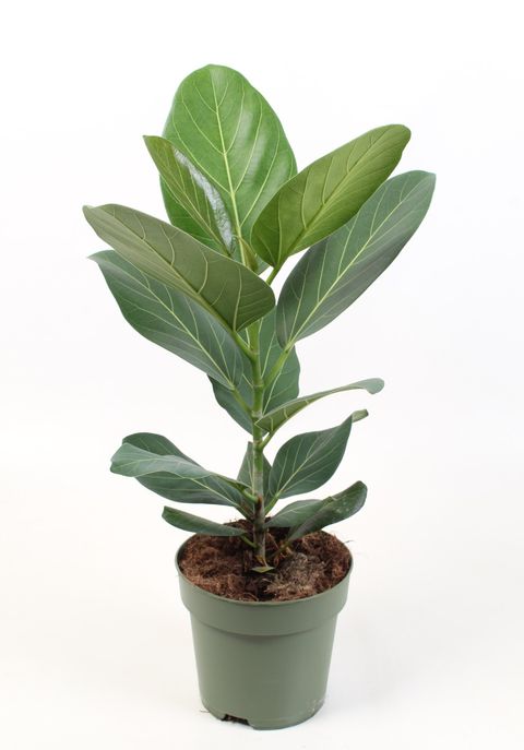 Ficus benghalensis