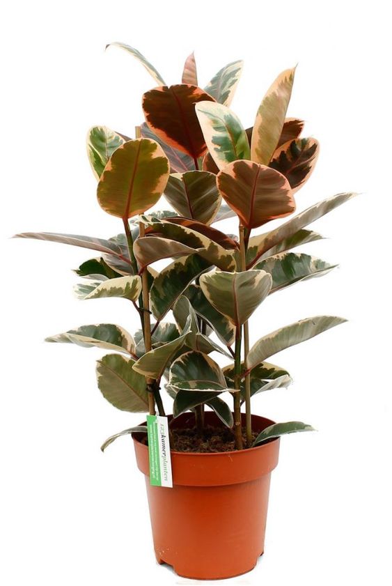 Ficus elastica belize ruby