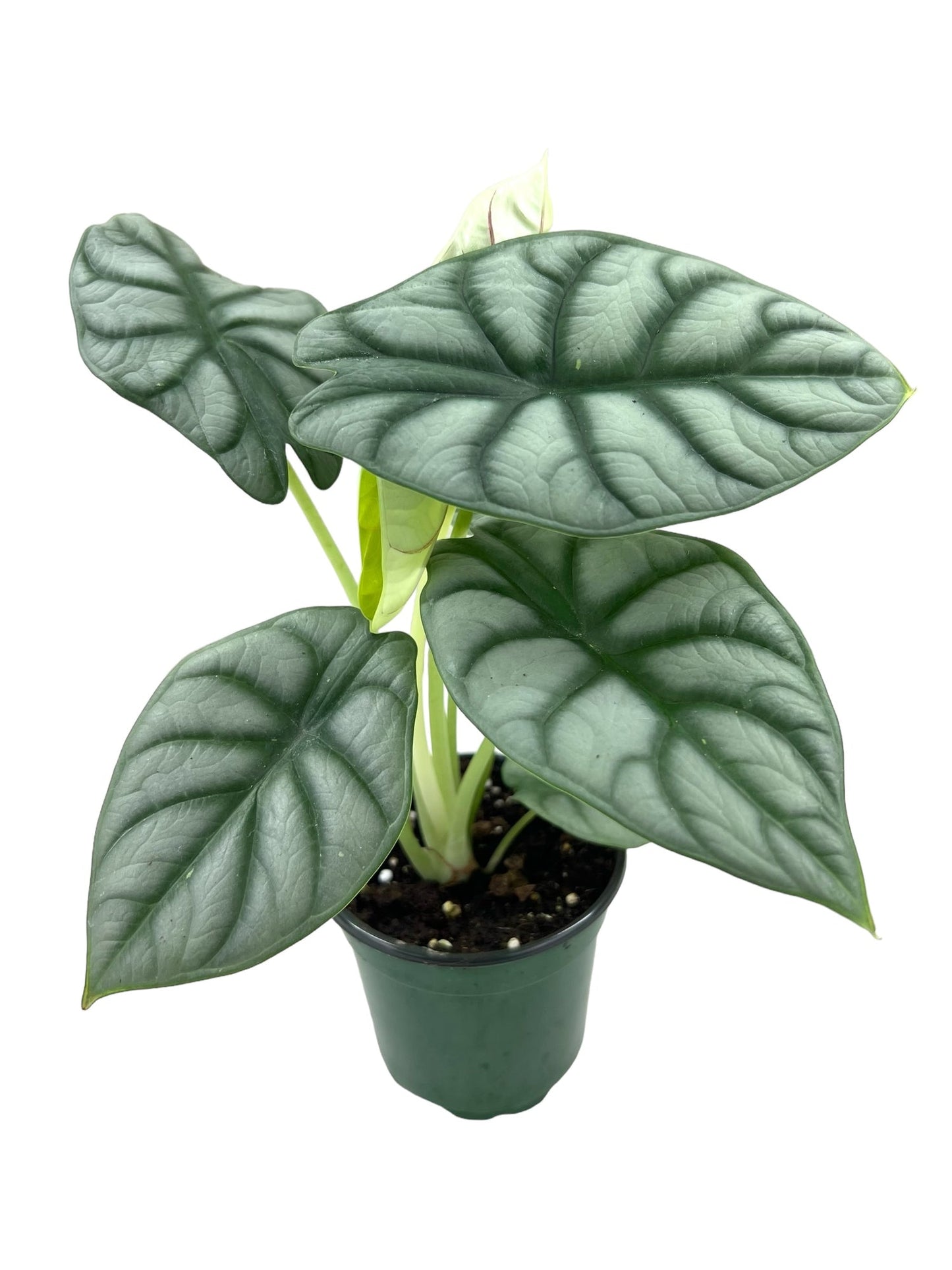 Alocasia silver dragon