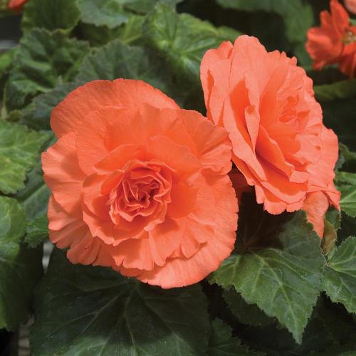 Begonia tubereux