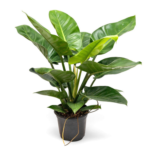 Philodendron green imperial