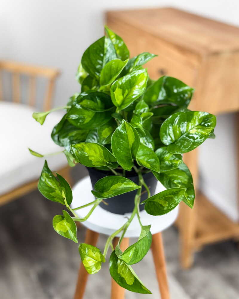 Pothos lemon meringue