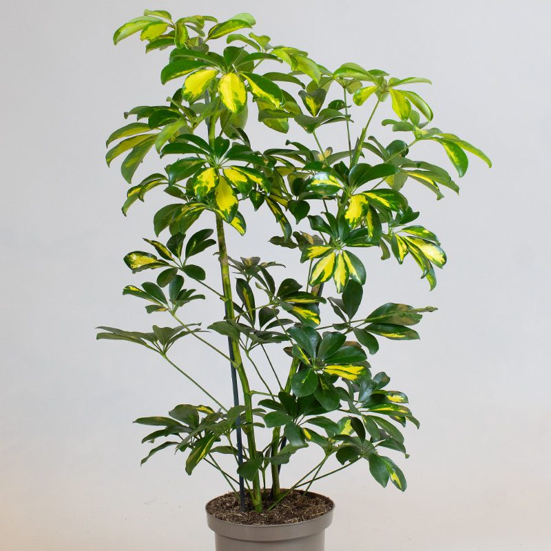 Schefflera arboricola gold capella