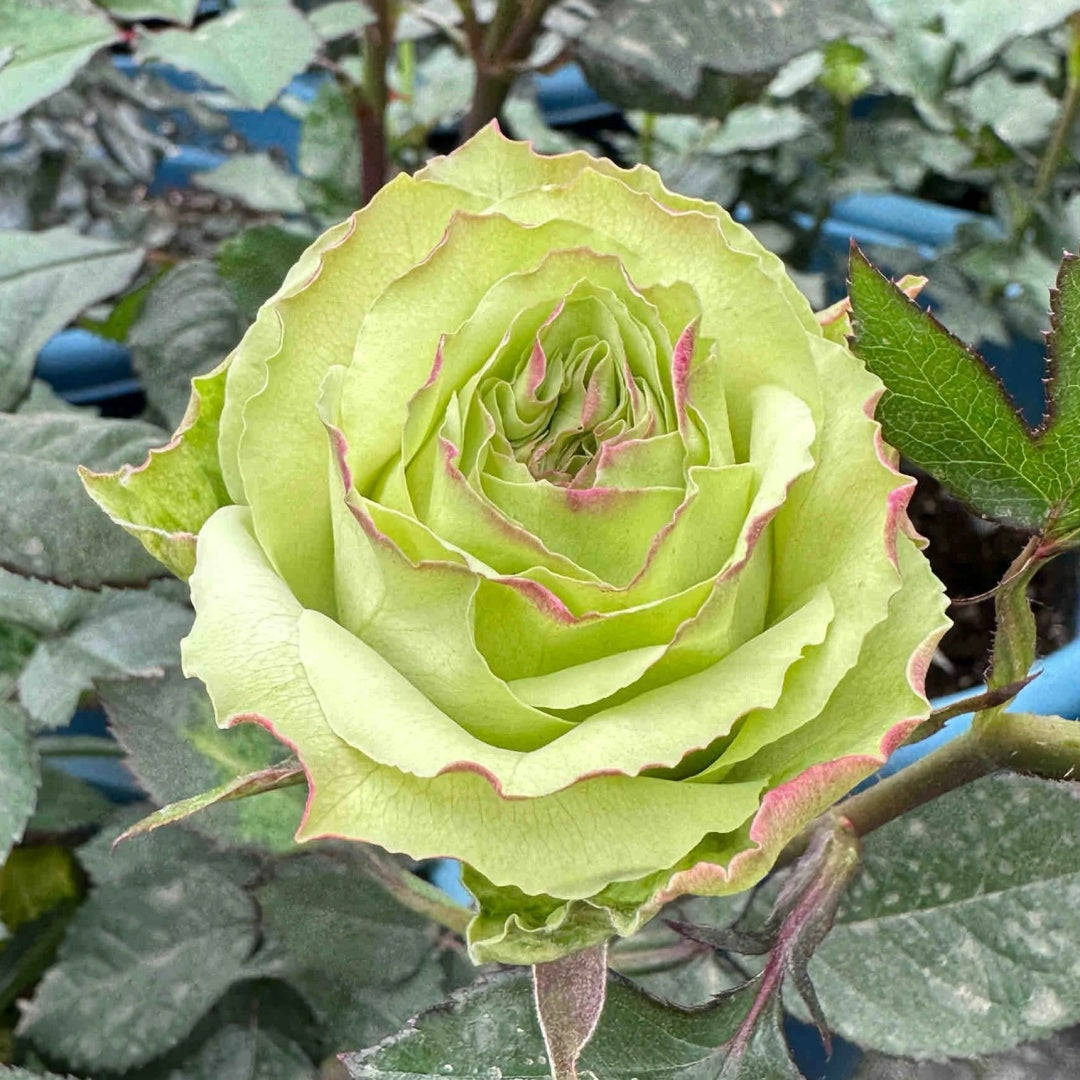 Rosier buisson