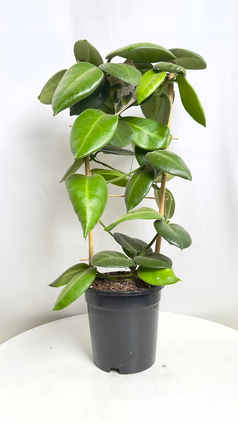 Hoya calycina