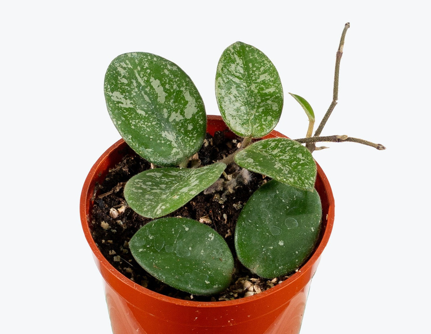 Hoya mathilde splash