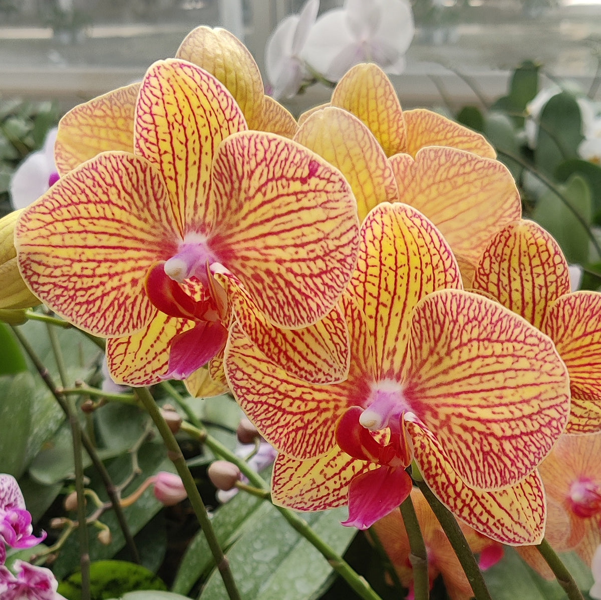 Phalaenopsis orchid