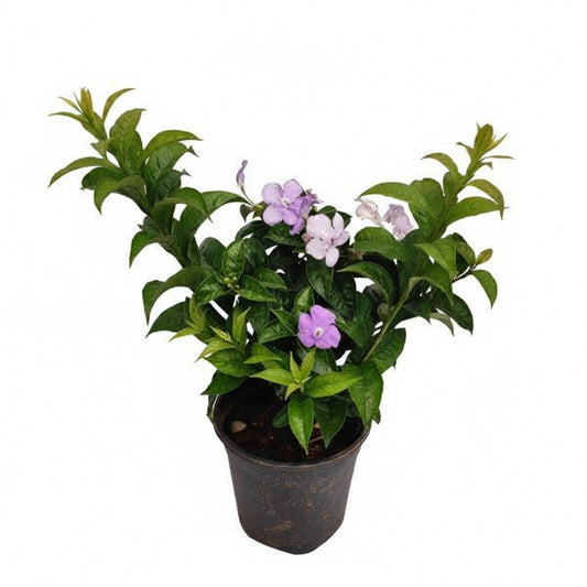 Brunfelsia