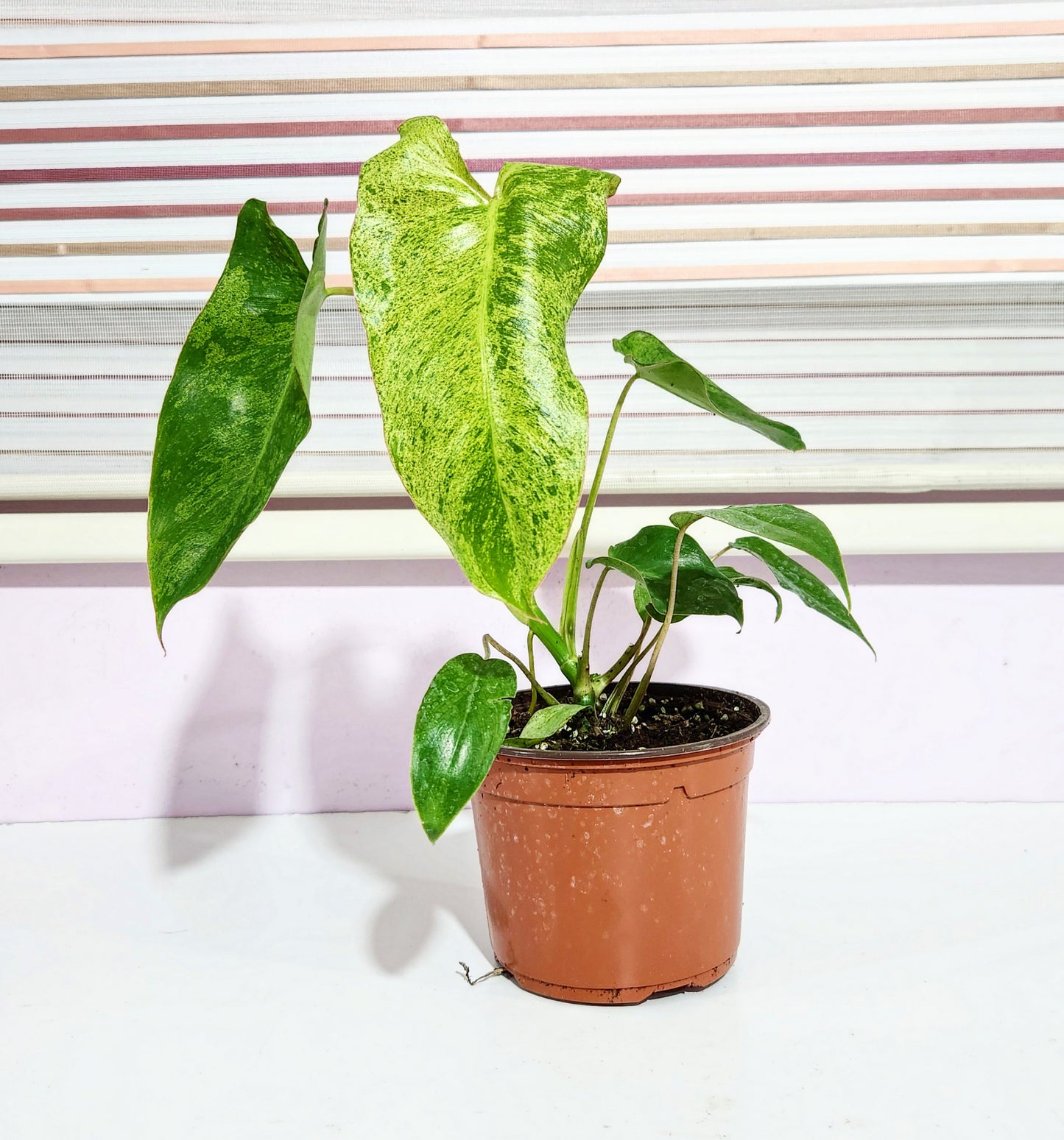 Philodendron burle marx mint