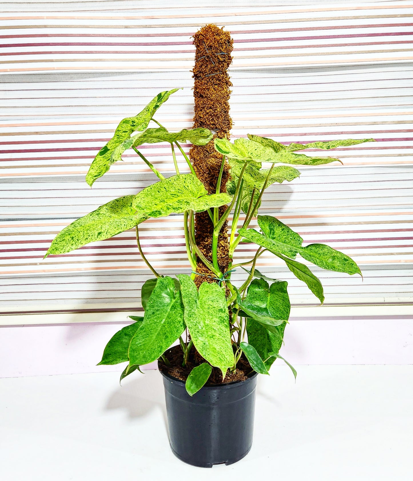 Philodendron burle marx mint
