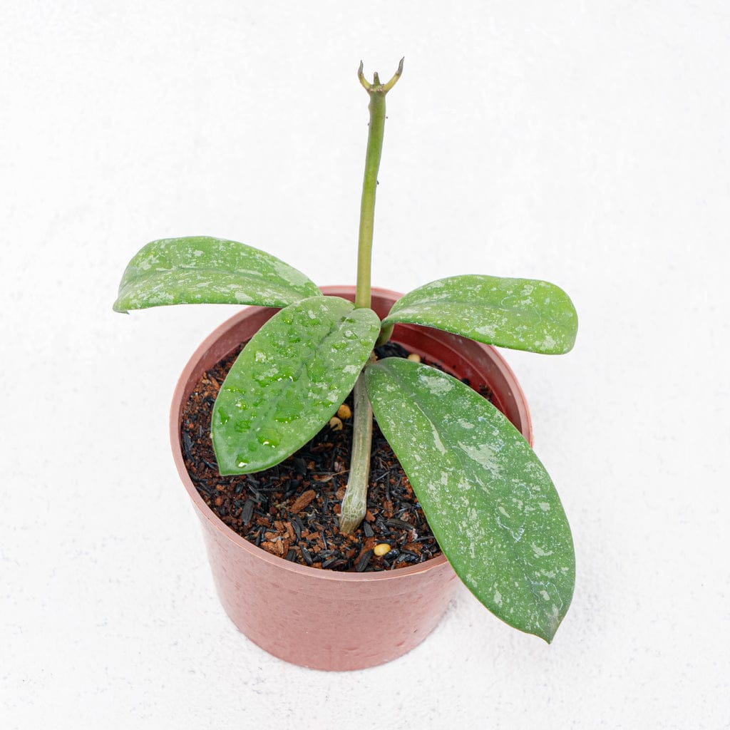 Hoya diversifolia splash