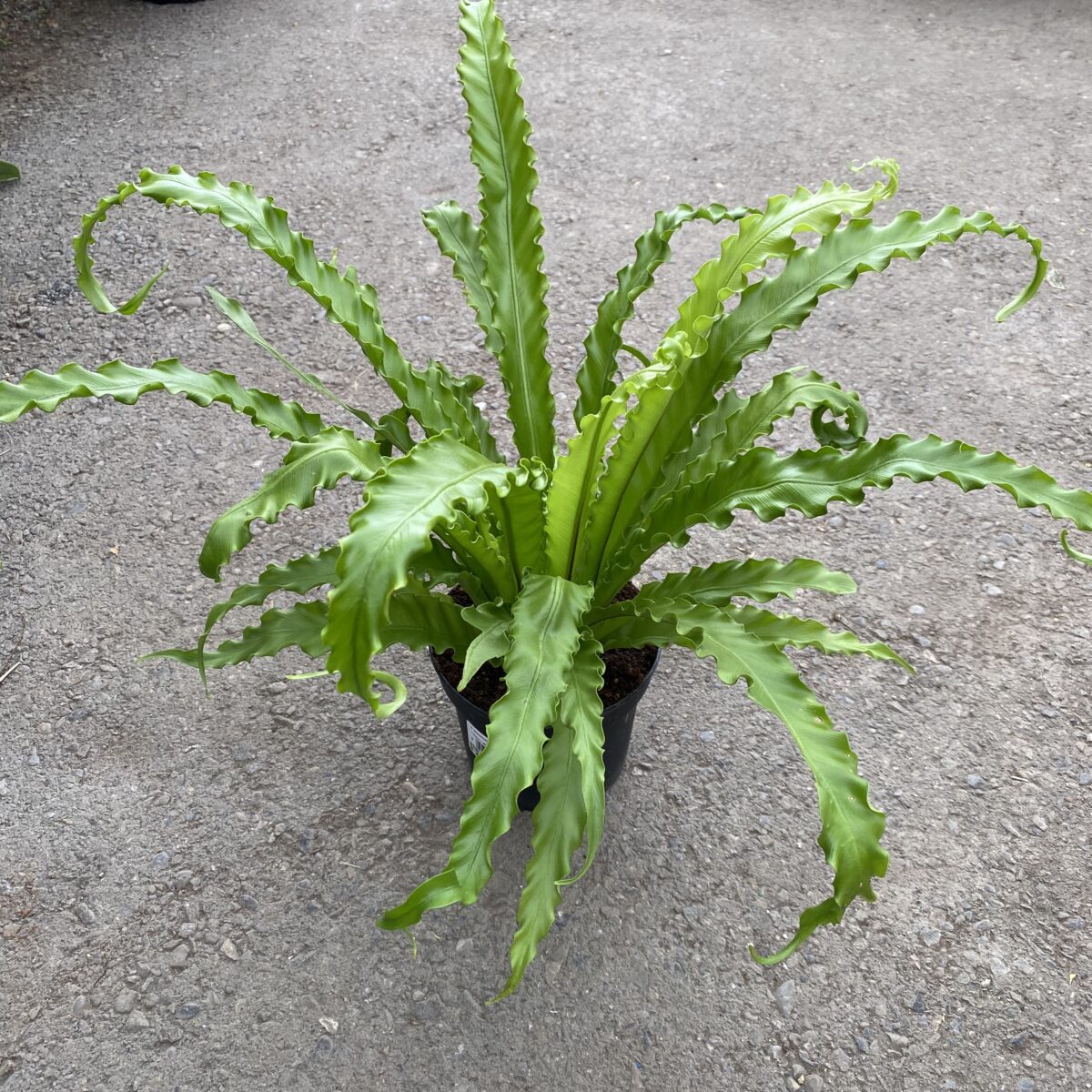 Asplenium nidus crispy wave