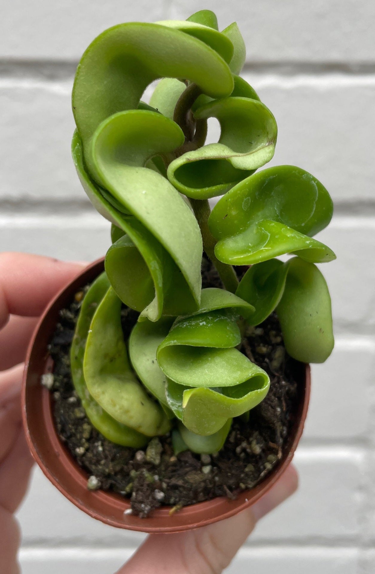 Hoya compacta