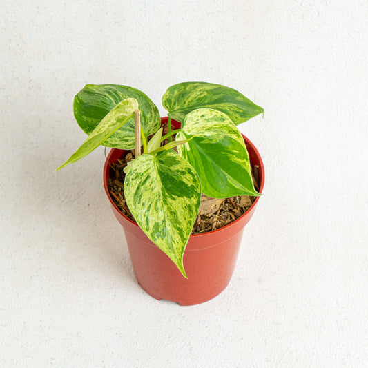 Philodendron hederaceum variegata