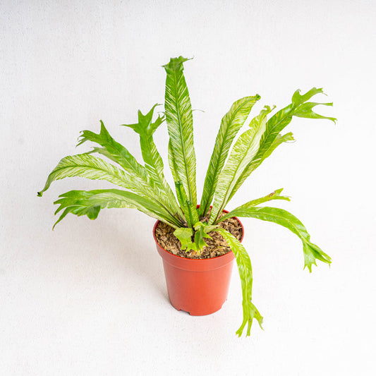 Asplenium nidus variegata