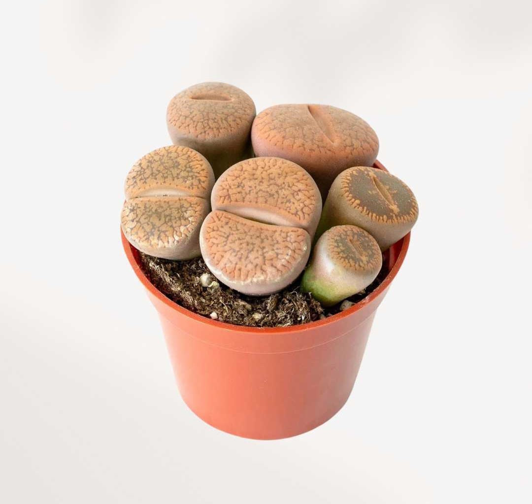 Lithops (plantes-cailloux)
