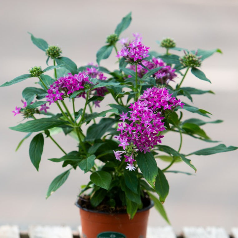 Pentas (étoile égyptienne)