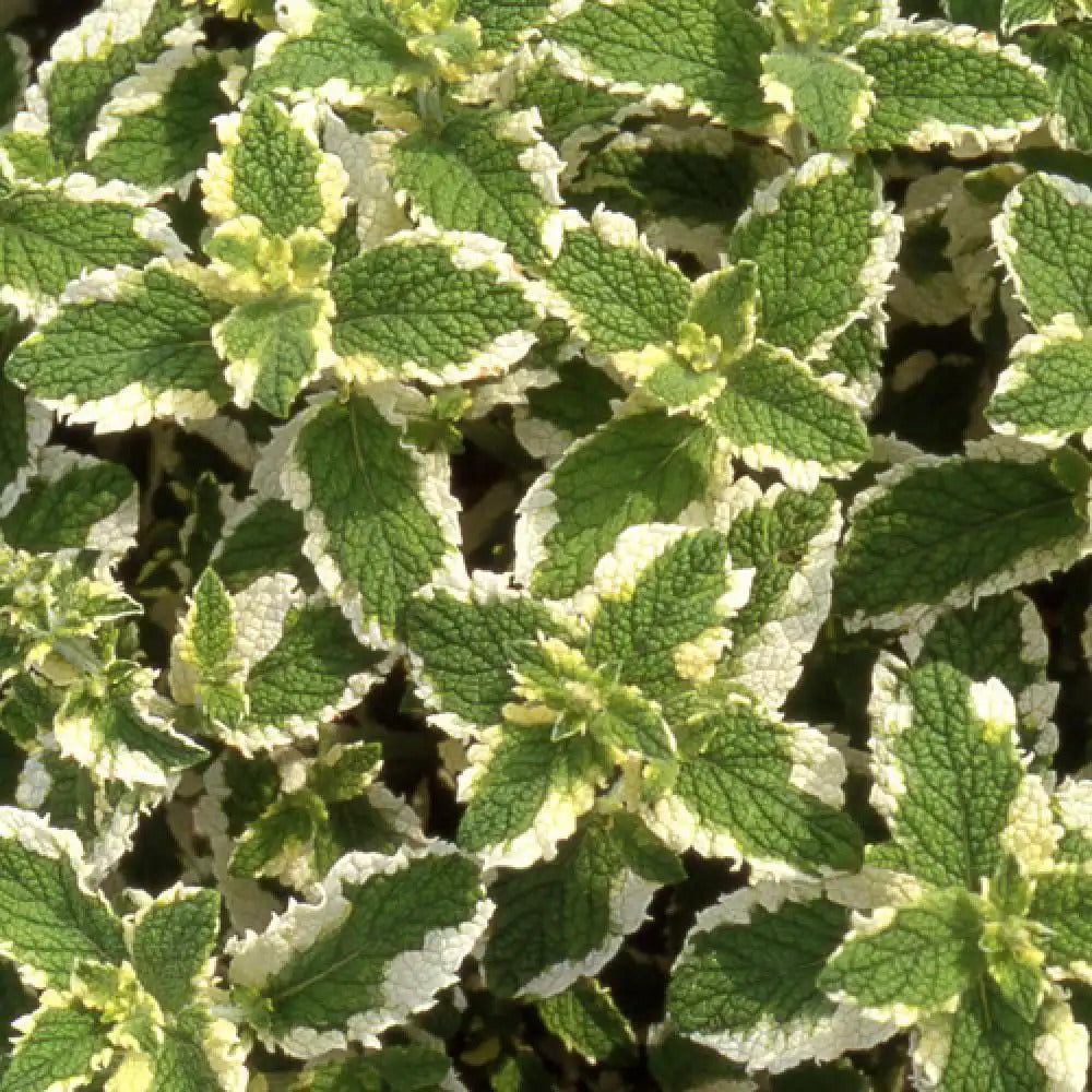 Menthe suaveolens variegata
