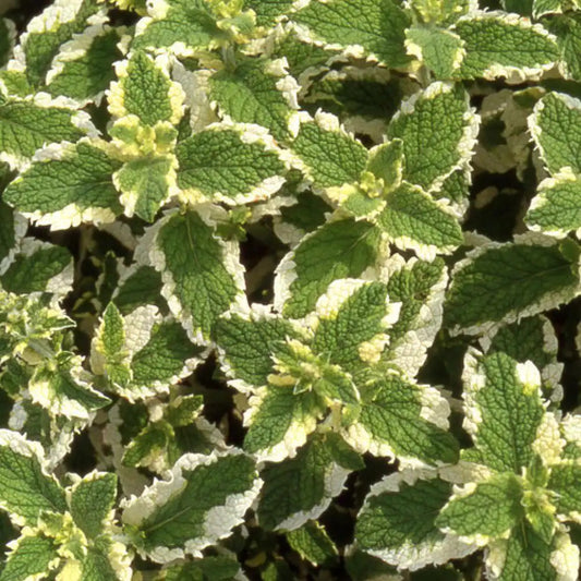 Menthe suaveolens variegata