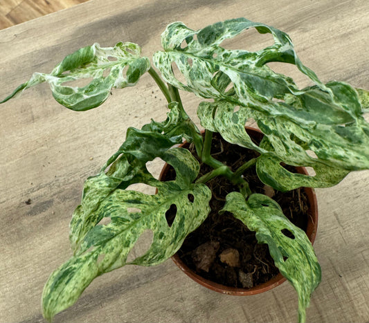 Monstera frozen freckles