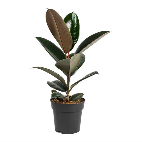 Ficus elastica burgundy